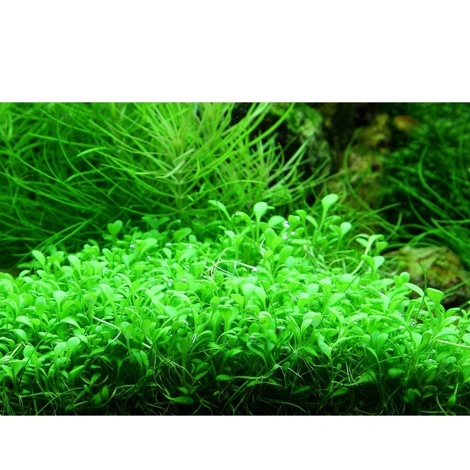 Tropica Glossostigma elatinoides 1-2-GROW x 3